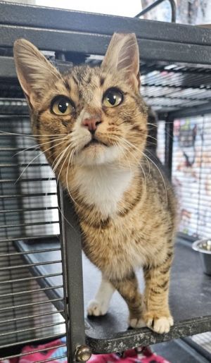 Toast-Yay, Young Female Domestic Short Hair