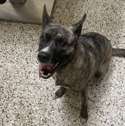 Daisy, an adoptable Mixed Breed in Pendleton, OR, 97801 | Photo Image 1