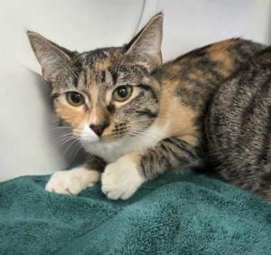 Arial, Young Female Domestic Short Hair