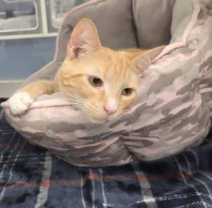 George Costanza, Young Male Domestic Short Hair
