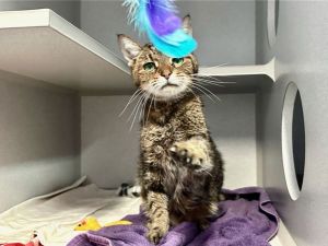 Sirl Domestic Short Hair Cat