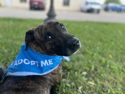Rex, an adoptable Mixed Breed in Rhinelander, WI, 54501 | Photo Image 1