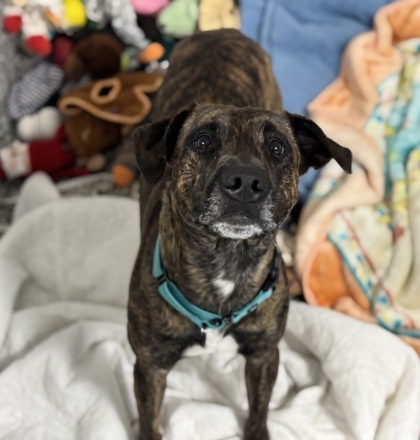 Rex, an adoptable Mixed Breed in Rhinelander, WI, 54501 | Photo Image 2