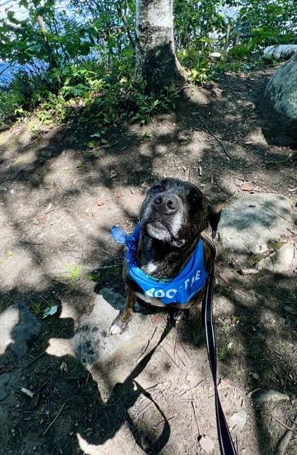 Rex, an adoptable Mixed Breed in Rhinelander, WI, 54501 | Photo Image 3