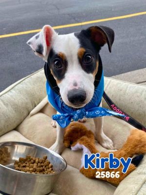 Meet Kirby This adorable 6-month-old pup is ready to steal your heart-and your lap Kirby is likely