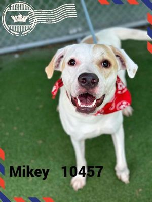 Primary Color White Secondary Color Tan Weight 78lbs Age 1yrs 0mths 1wks