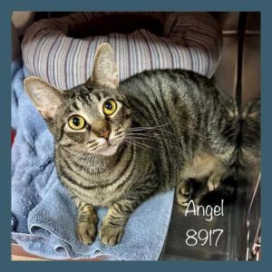 Primary Color Grey Tabby Weight 1025lbs Age 2yrs 3mths 0wks Animal has been Spayed
