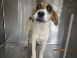 Primary Color White Secondary Color Brown Weight 20lbs Age 0yrs 5mths 2wks