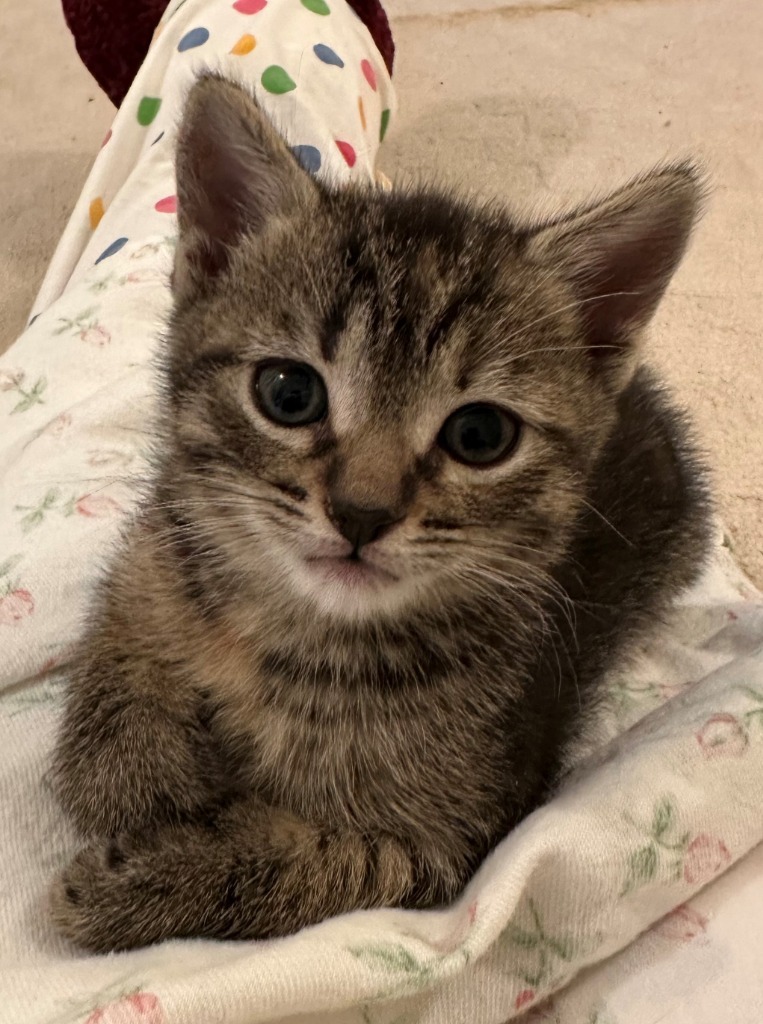 Kiwi 2.0