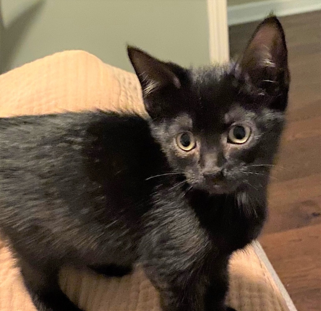 Josie