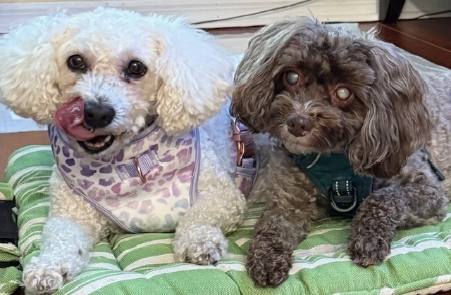 Phyl - Bonded with Mena, an adoptable Poodle, Pekingese in Winter Garden, FL, 34787 | Photo Image 1