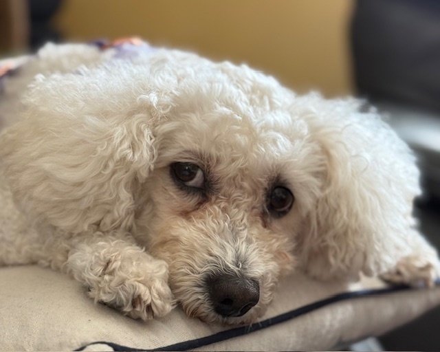 Phyl - Bonded with Mena, an adoptable Poodle, Pekingese in Winter Garden, FL, 34787 | Photo Image 2
