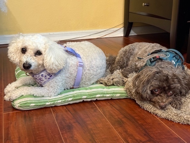 Phyl - Bonded with Mena, an adoptable Poodle, Pekingese in Winter Garden, FL, 34787 | Photo Image 3