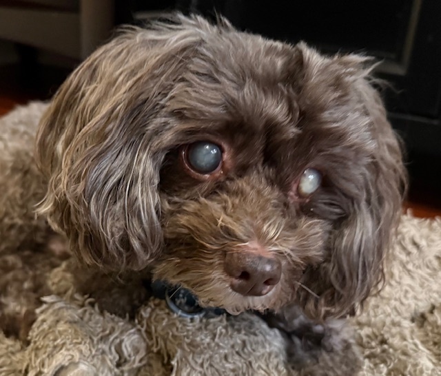 Phyl - Bonded with Mena, an adoptable Poodle, Pekingese in Winter Garden, FL, 34787 | Photo Image 4