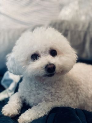 Billie #509, Adult Male Bichon Frise