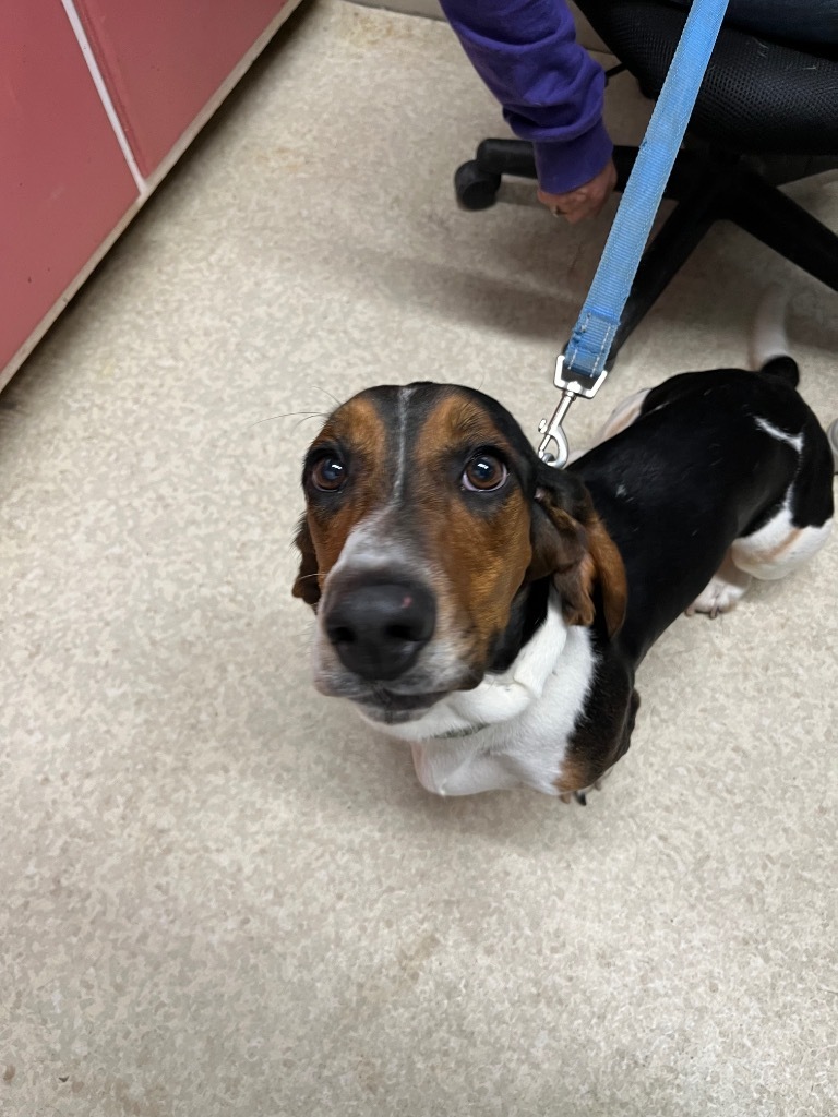 Ellie, an adoptable Basset Hound in Virginia, MN, 55792 | Photo Image 1