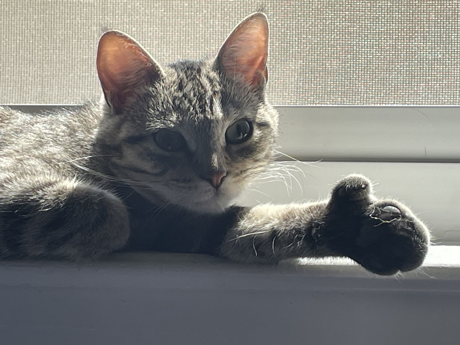 Pawlina