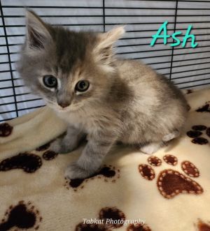 Ash, Baby Female unknown