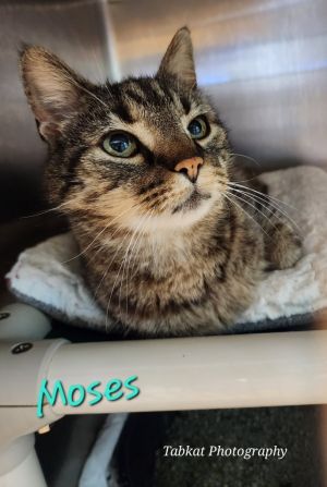 Moses, Adult Male unknown