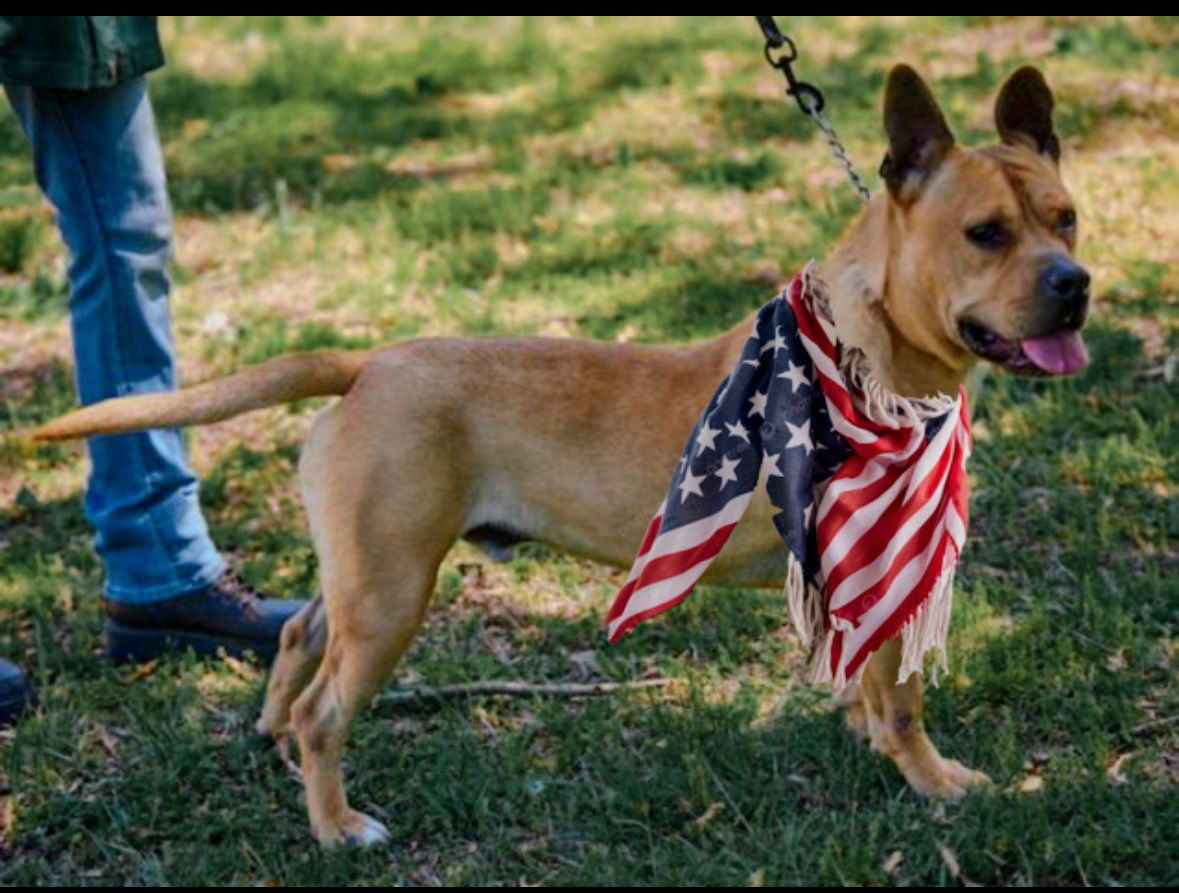 Hawk, an adoptable Boerboel, English Bulldog in Mount Laurel, NJ, 08054 | Photo Image 1