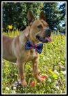 Sir Hawkie photo 2