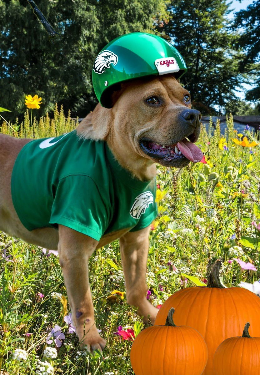 Hawk, an adoptable Boerboel, English Bulldog in Mount Laurel, NJ, 08054 | Photo Image 2