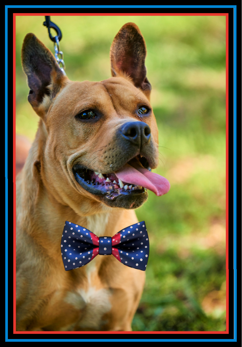 Hawk, an adoptable Boerboel, English Bulldog in Mount Laurel, NJ, 08054 | Photo Image 3