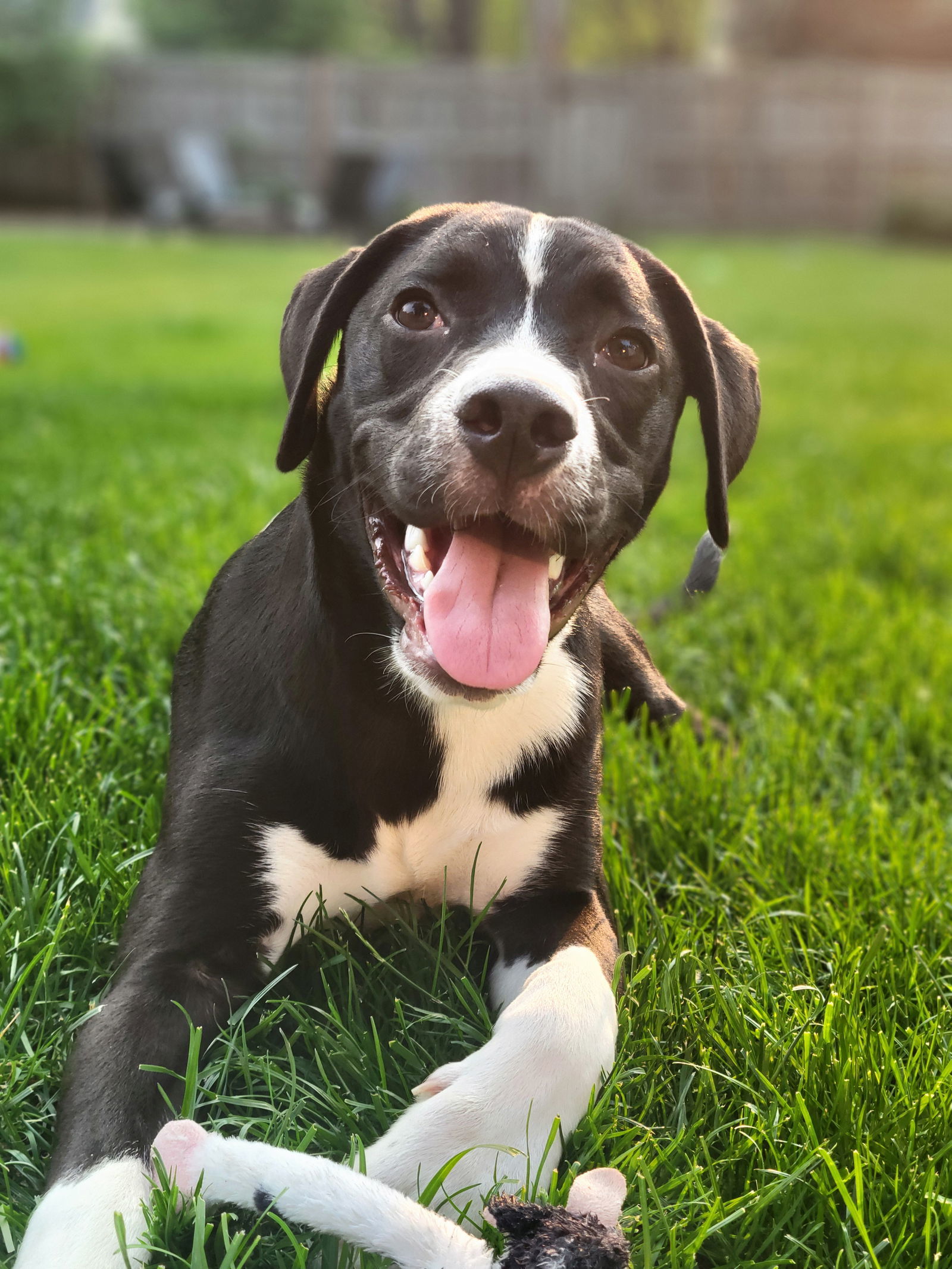 Hugo