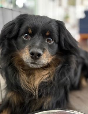 Meet King King is a sweet submissive boy that just wants to be your shadow He loves anyone that s