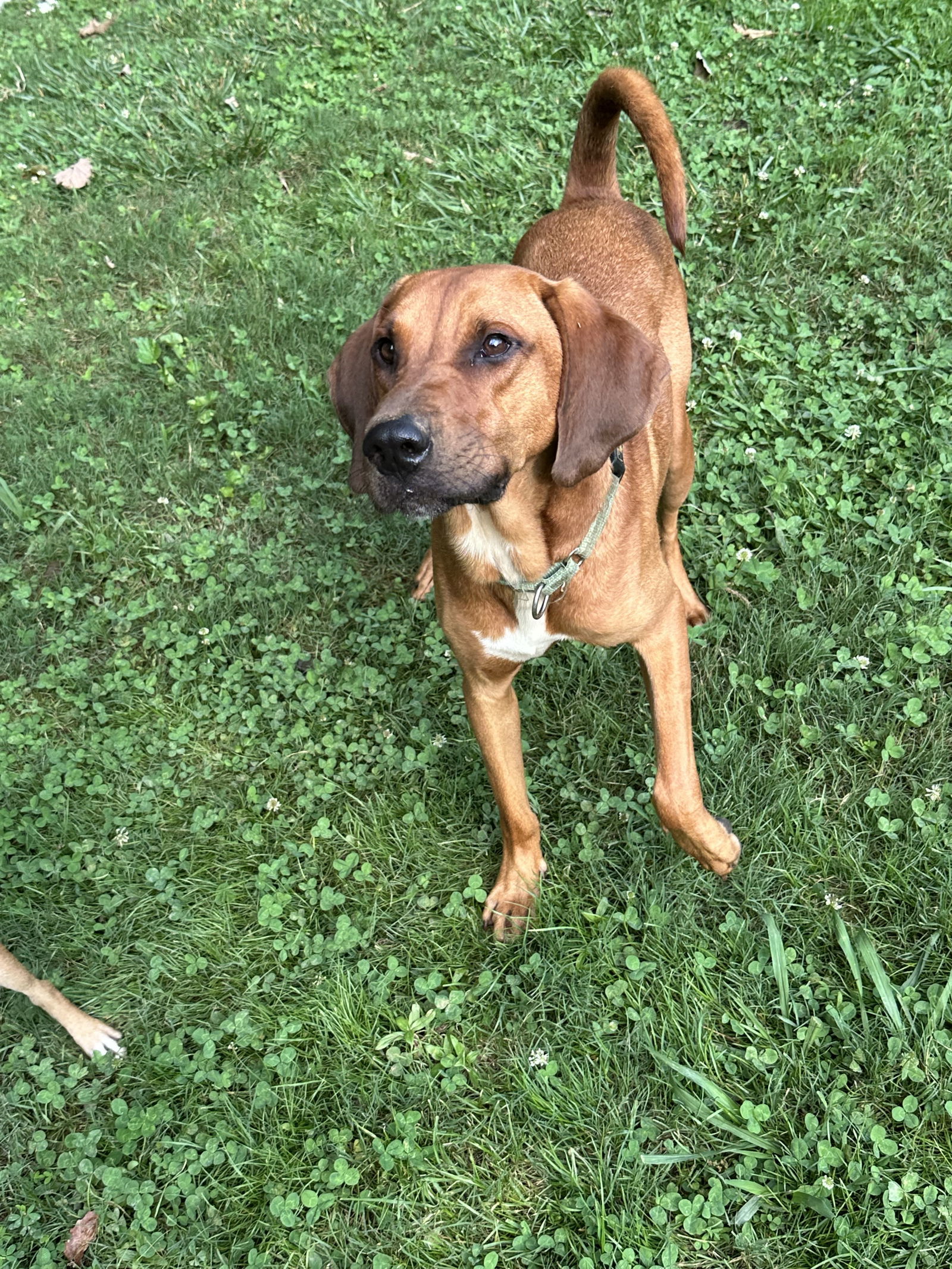 Red, an adoptable Bloodhound, Rhodesian Ridgeback in Ball Ground, GA, 30107 | Photo Image 1