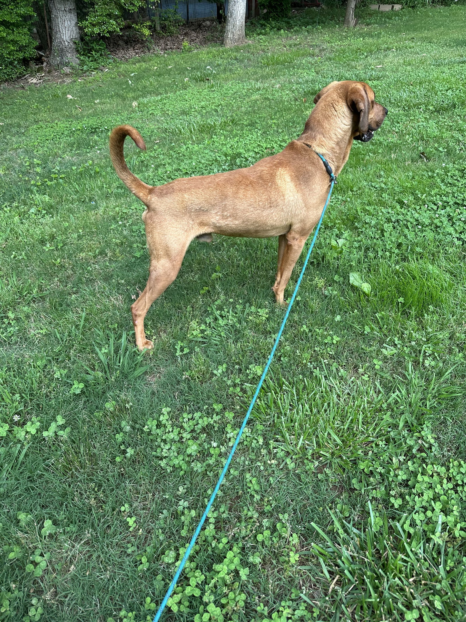 Red, an adoptable Bloodhound, Rhodesian Ridgeback in Ball Ground, GA, 30107 | Photo Image 2