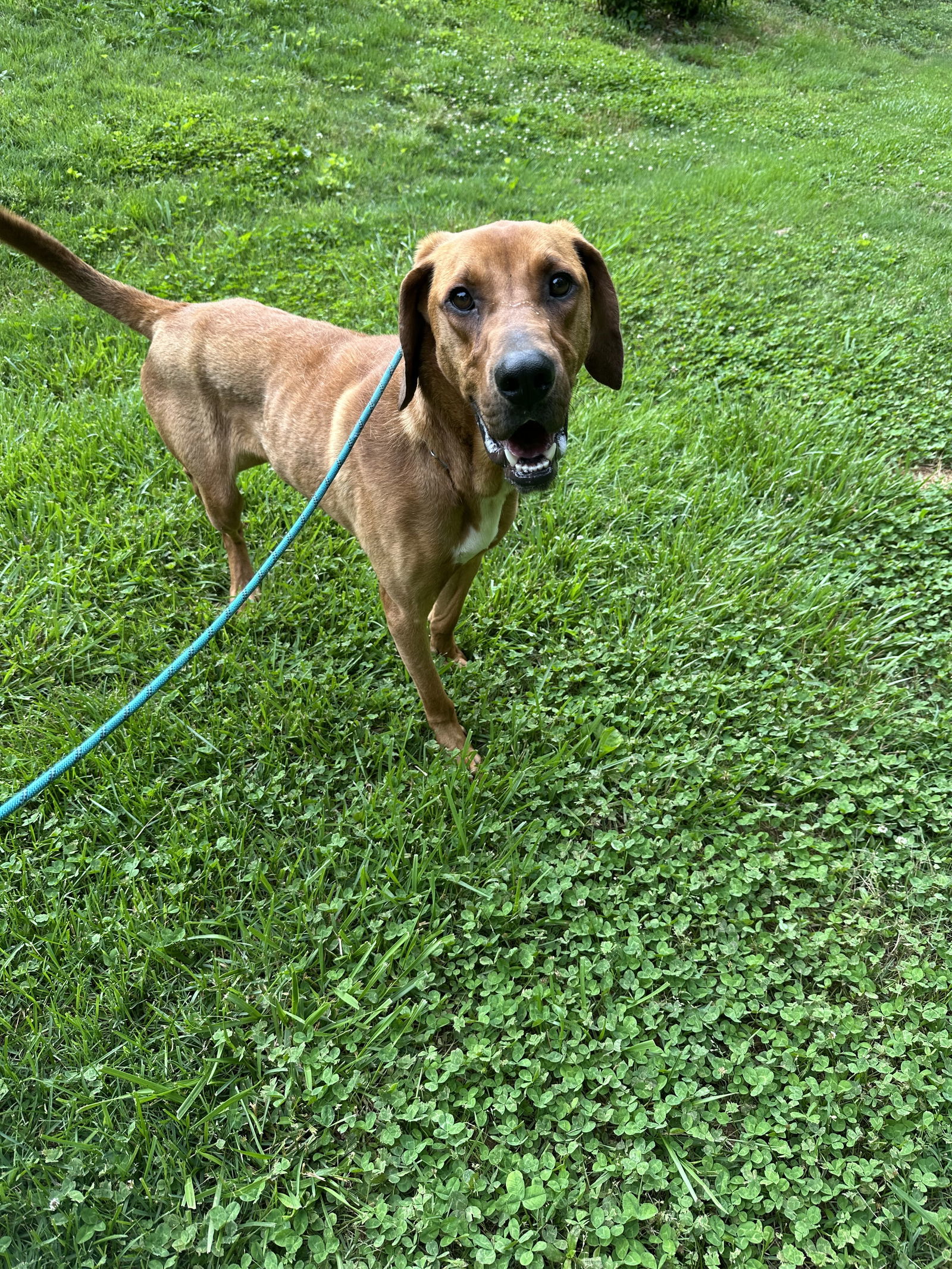 Red, an adoptable Bloodhound, Rhodesian Ridgeback in Ball Ground, GA, 30107 | Photo Image 3