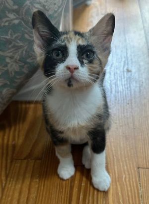 Lucky Charm, Baby Female unknown