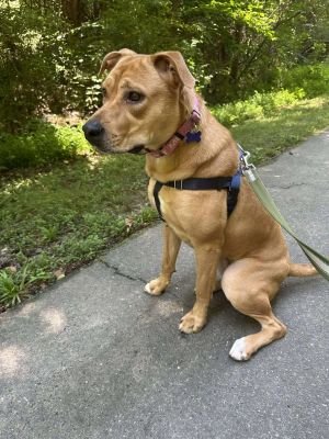 Tillie, Adult Female Labrador Retriever