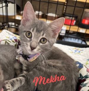 PERCHES ON FOSTER MEOWMYS SHOULDER DOB 3825 Hey there everyone Im Mekha an outgoing playful