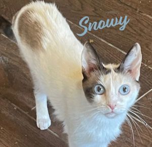 SUCH A QUIET CHARMING LITTLE LADY DOB 21424 Hey there everyone Im Snowy a sweet gentle very