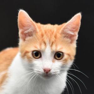 Tortellini, Baby Male Domestic Short Hair