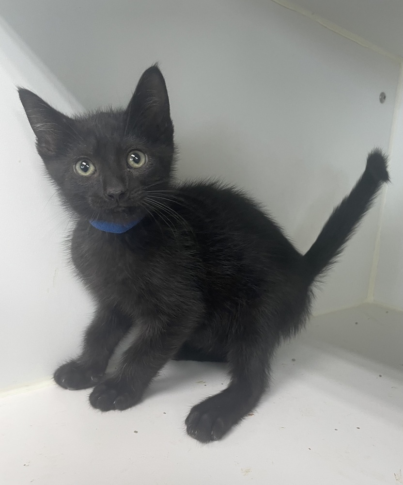 Hank ~ Available at PetSmart Warsaw, IN!!