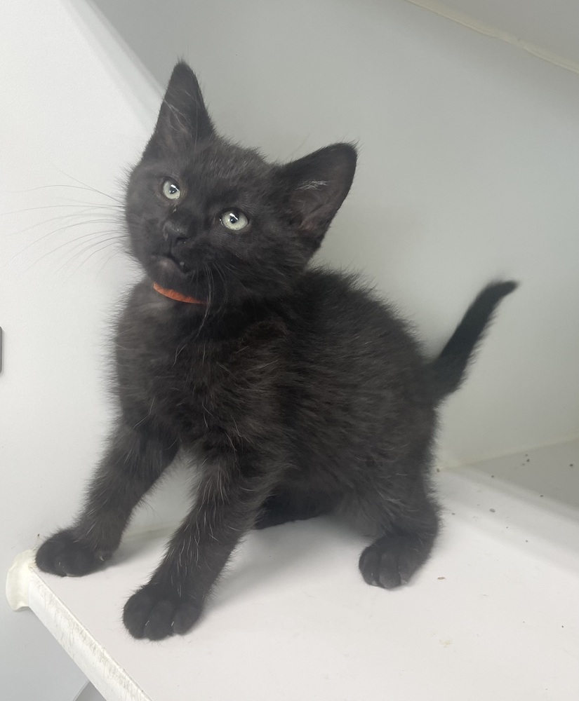 Hudson ~ Available at PetSmart Warsaw, IN!!
