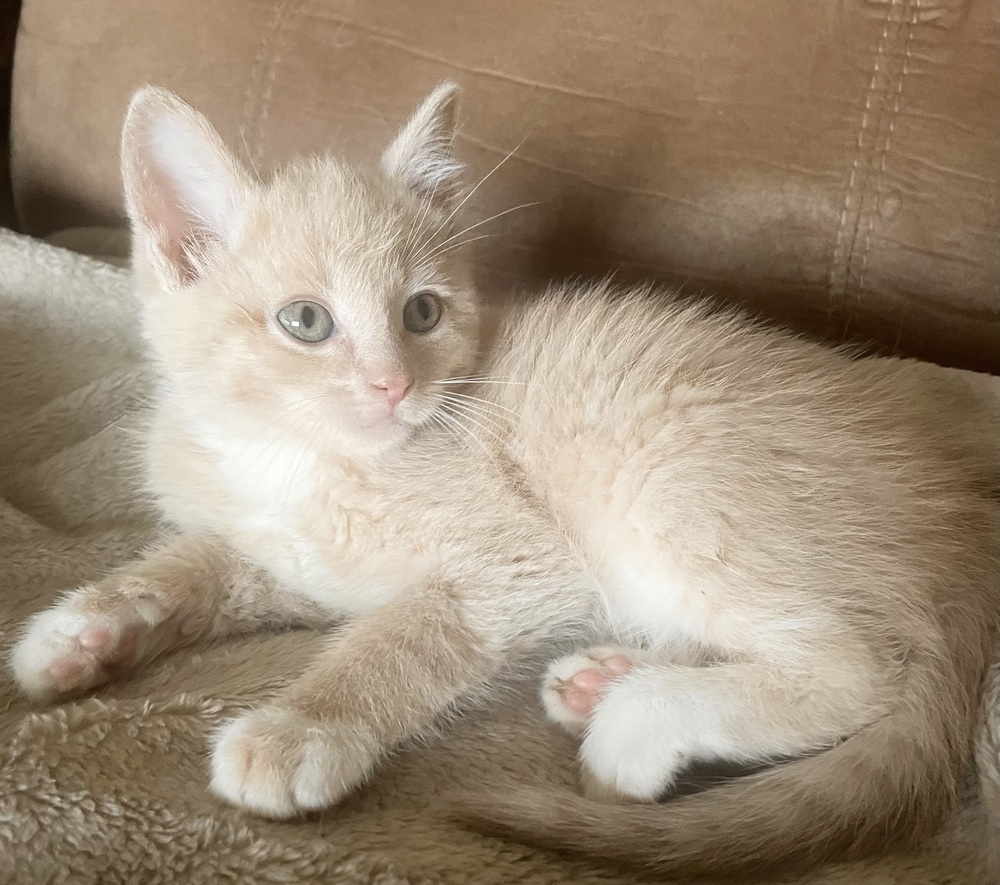 Kirby ~ Available at PetSmart Warsaw, IN!!