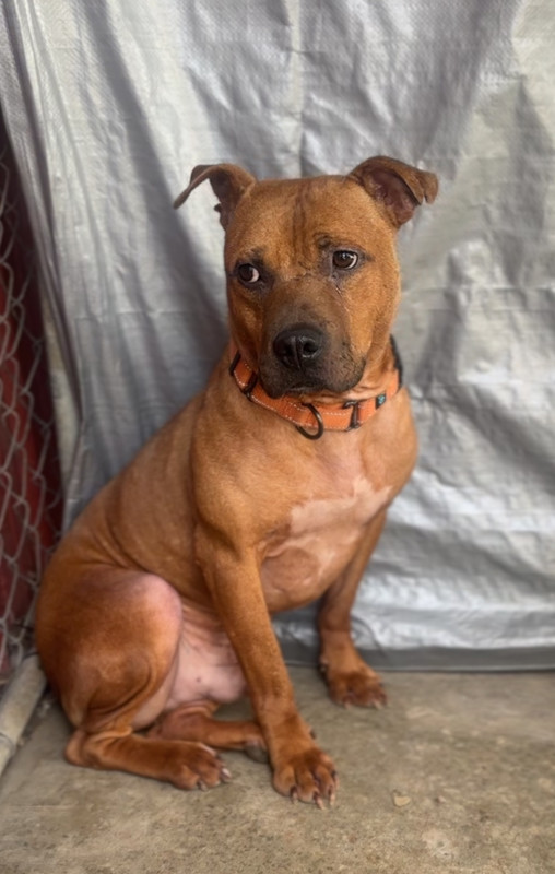 MILES | 1 in 20,000 | $0 Adopt Fee!