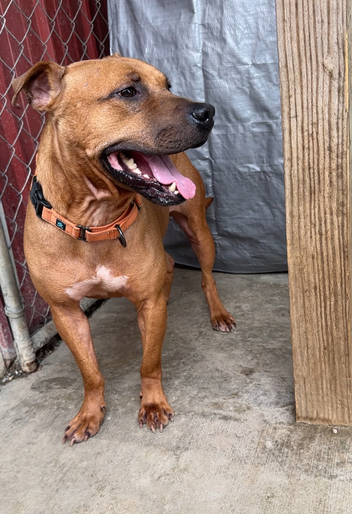 MILES | 1 in 20,000 Hermaphrodite | $0 Adopt Fee!