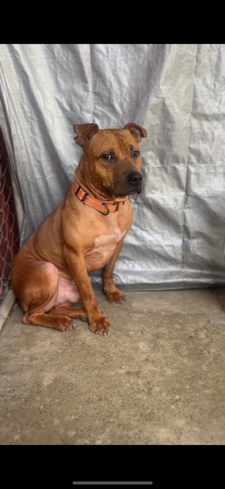 MILES | 1 in 20,000 | $0 Adopt Fee!