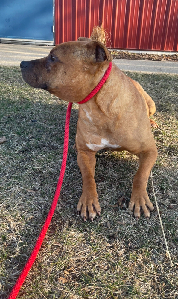 MILES | 1 in 20,000 | $0 Adopt Fee!