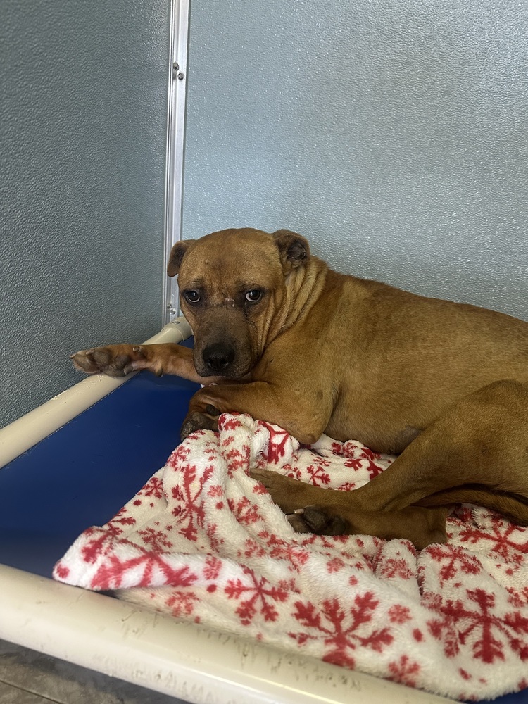 MILES | 1 in 20,000 | $0 Adopt Fee!