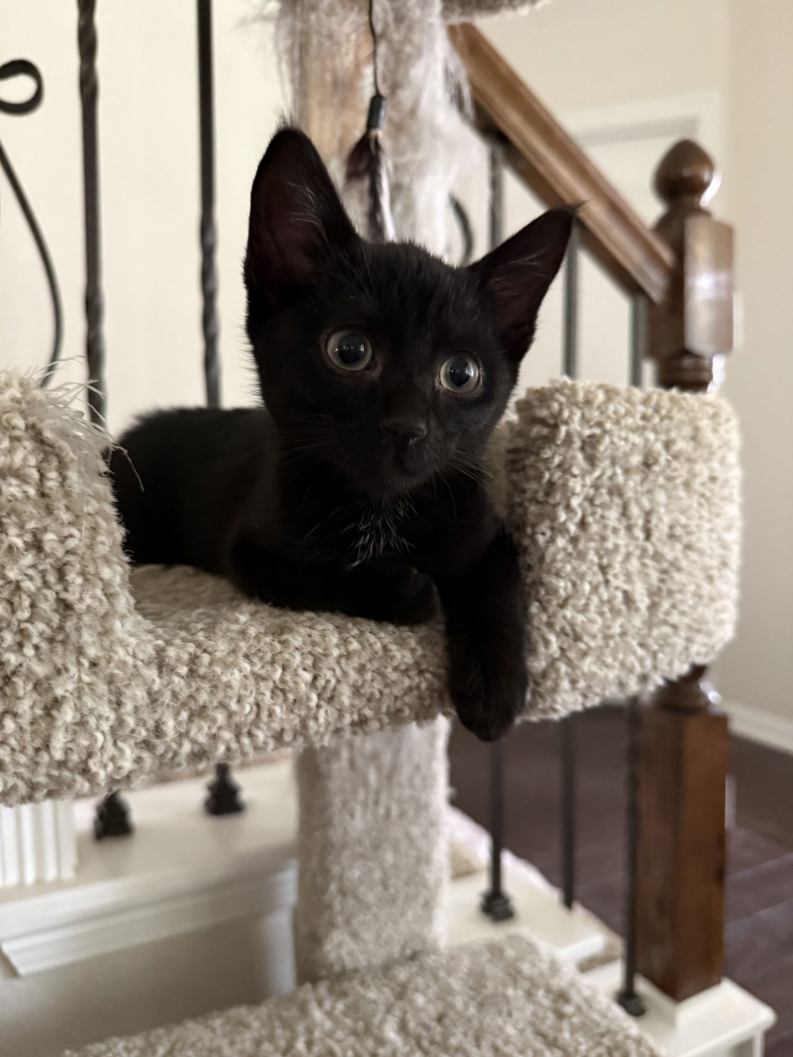 Toothless