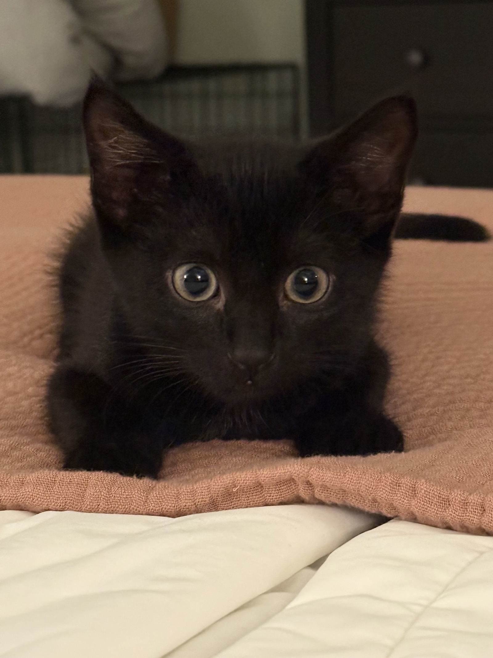 Toothless