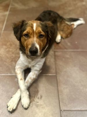 Bailey ***Courtesy Post***, Adult Female Cattle Dog