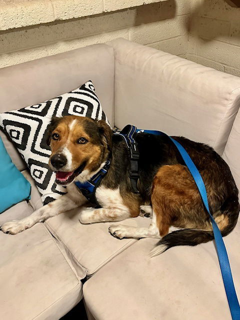 Bailey ***Courtesy Post***