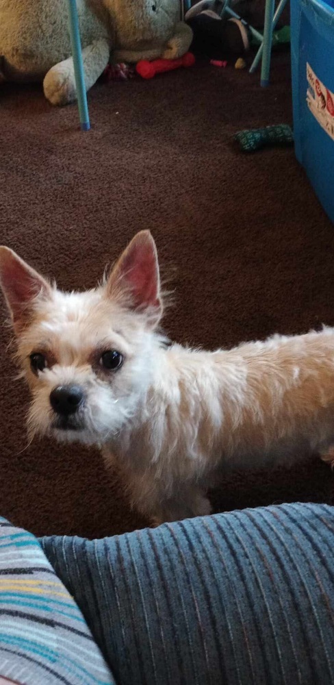 Scarlett - COURTESY POST (TINY 10 lbs)